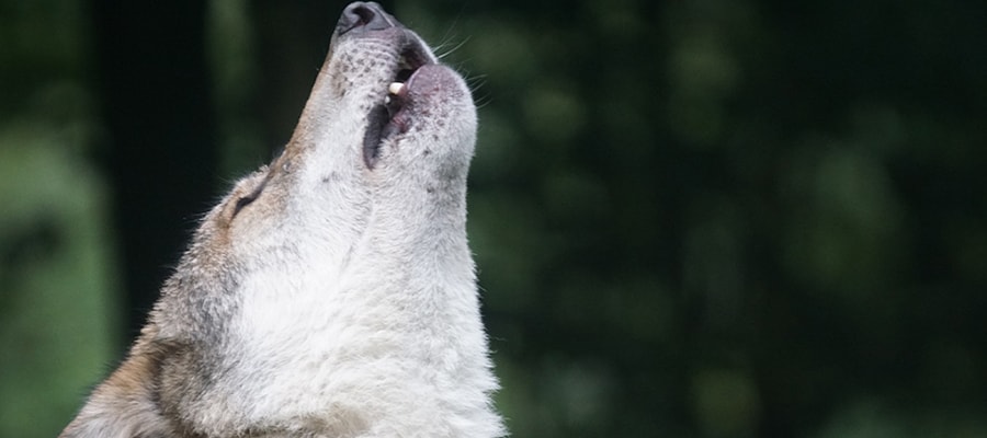 Abbaiare è un diritto del cane